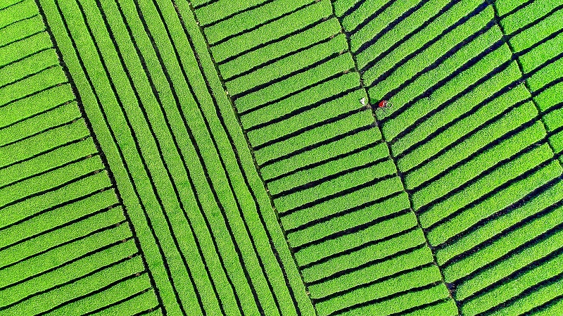 秀山大坪茶园（陆梦飞摄）.jpg