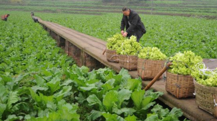 农业全产业链     优秀奖—打造“璧山儿菜” 全产业链设计方案