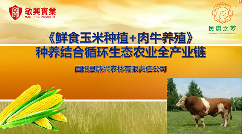 农业全产业链     优秀奖—鲜食玉米种植+肉牛养殖